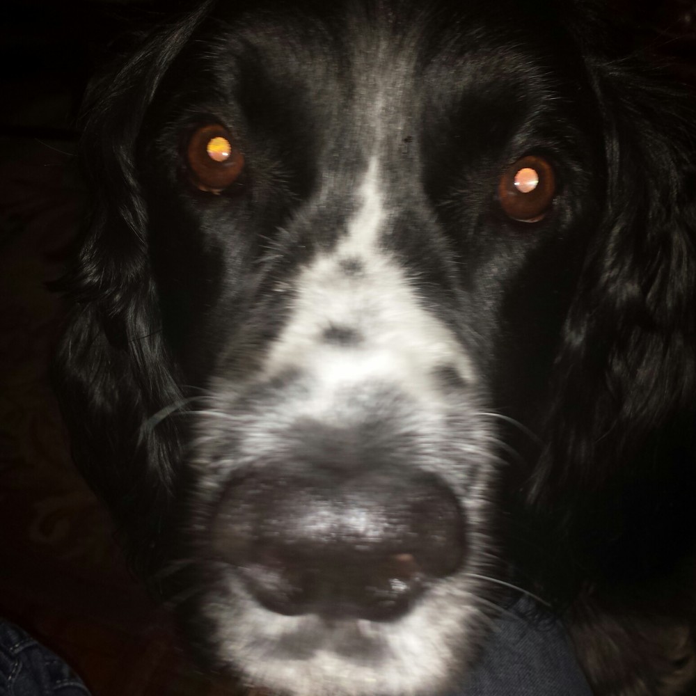 Meet your Posher, Livya